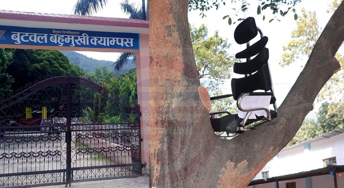 बुटवल बहुमुखी क्याम्पस प्रमुखको कुर्सी रुखमा