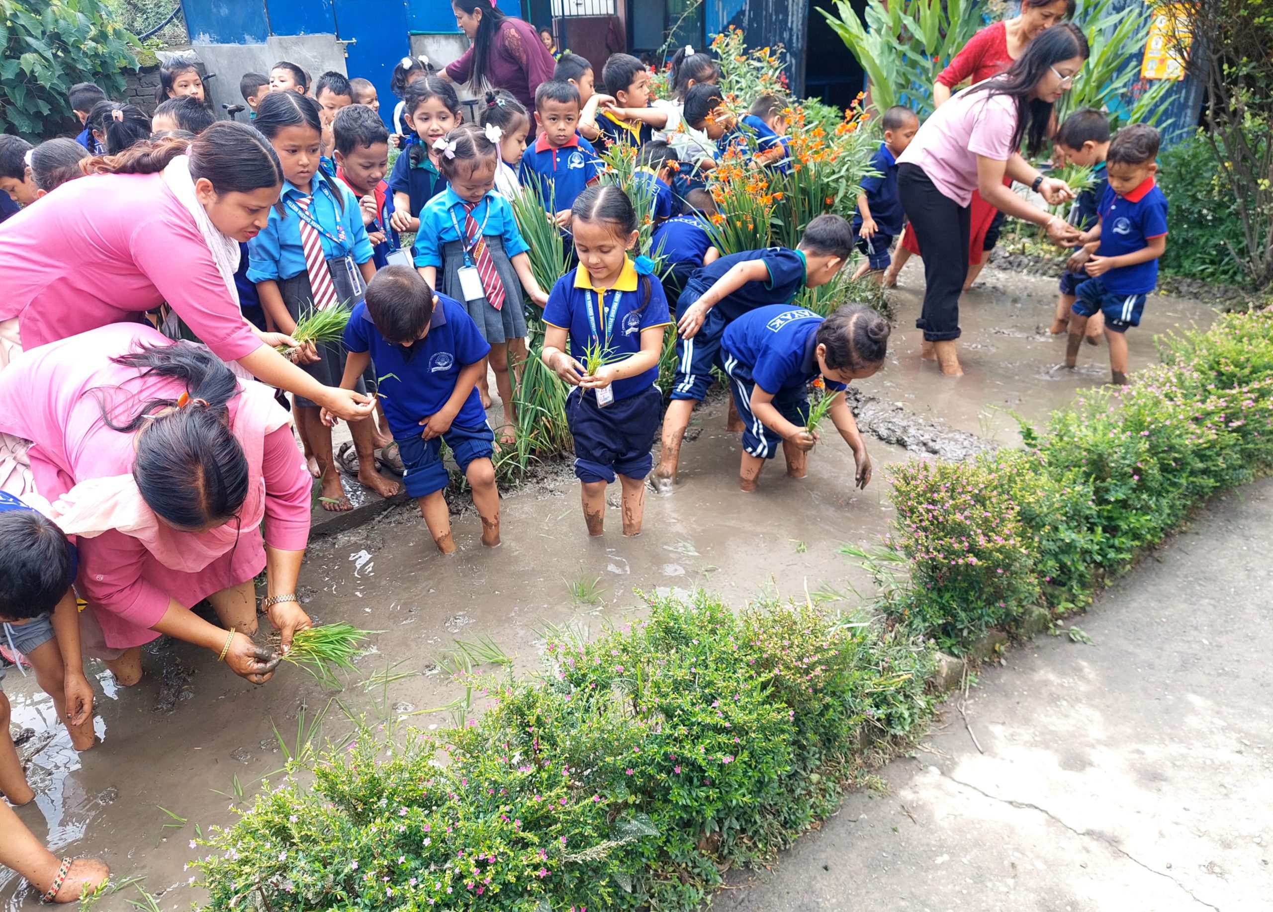 विनायकमा रोपाई कार्यक्रम सम्पन्न